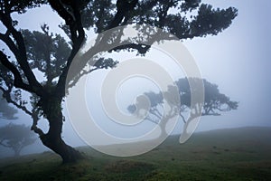Misty laurisilva forest on Fanal, Madeira. photo