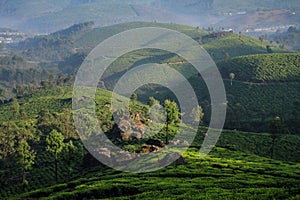 Misty Lockhart Tea Park and estate in the early morning, Munnar, Kerala, India photo
