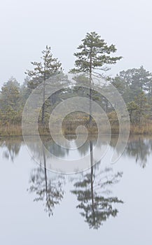 Misty marsh landscape