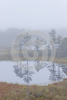 Misty marsh landscape
