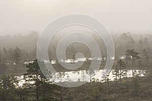 Misty marsh landscape