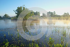 Misty meadow spring at sunrise