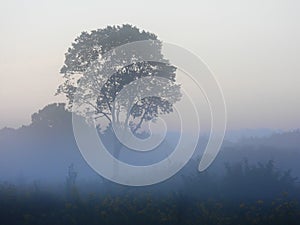 Misty Meadow Sunrise with Single Tree with Various Shades of Sunlight