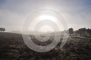 Misty morning in Alentejo