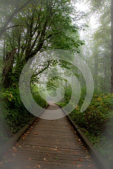 Misty morning along the boardwalk through the forest