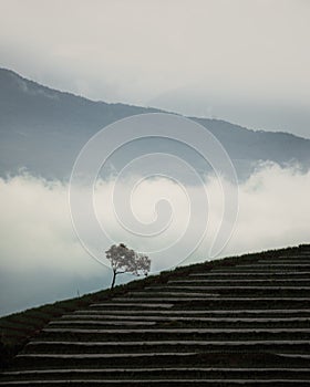 Misty morning at argapura majalengka