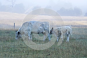 Misty morning as cows graze