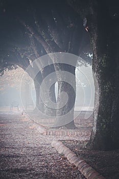 A misty morning autumn landscape, an old park foggy alley.