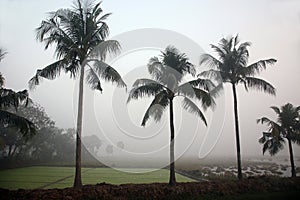 Misty morning in the Bengal countryside in Sundarbans jungle area, India