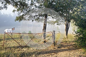 Misty morning countryside