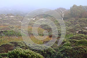 Misty morning in dense fynbos