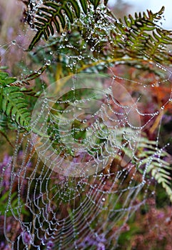 Misty morning dew on mountain meadow