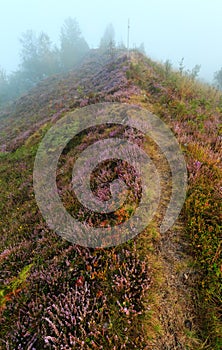 Misty morning dew on mountain meadow