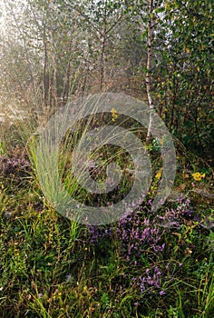 Misty morning dew on mountain meadow