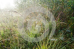 Misty morning dew on mountain meadow