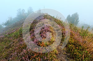 Misty morning dew on mountain meadow