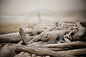 Misty morning on a driftwood-filled beach near Tofino, Canada