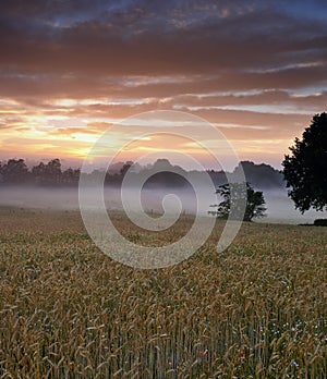 Misty, morning and farm with sunrise, nature and view with grass, environment and natural habitat. Agriculture, sky and