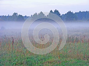 Misty morning / fog on meadow photo