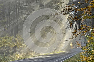 Misty morning in foggy wood.