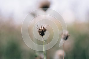 Misty morning in the forest, abstract natural backgrounds summer herbs green