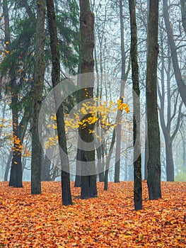 Misty morning forest with golden autumn branch tree. Beautiful autumn foggy landscape with trees