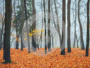 Misty morning forest with golden autumn branch tree. Beautiful autumn foggy landscape with trees