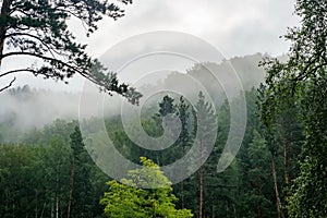 Misty morning forest on the mountainside in the Altai Mountains