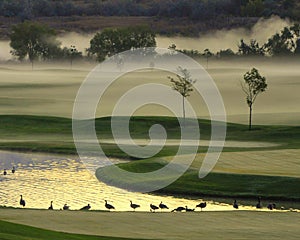 Misty morning on the golf course