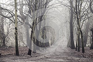 Misty morning in Hampstead Heath, London