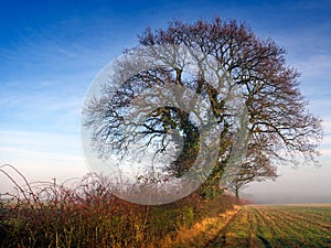 Misty morning hedgerow