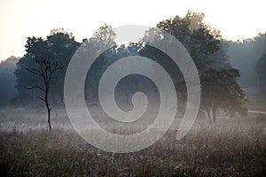 Misty Morning in Kanha National Park India