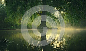 Misty Morning Willow Tree Reflection on Serene Lake