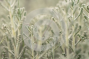 Misty Morning Light on Fuzzy Green Plants photo