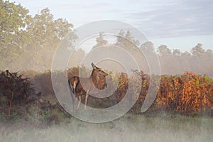 Misty Morning Majesty - Red Deer Doe Amidst Autumnal Splendor in Bushy Park