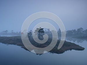 Misty morning in marsh
