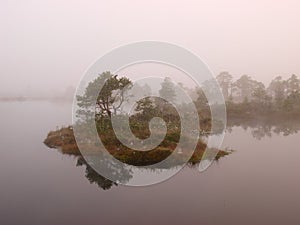 Misty morning in marsh