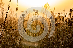 misty morning meadow. Wet grass and cobwebs