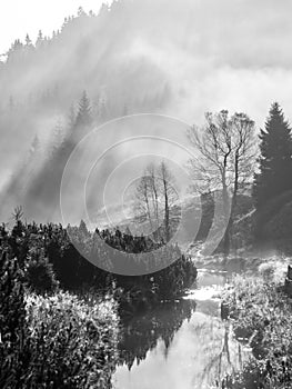 Misty morning in the nature. Sun beams light through fog with tree silhouettes. Water reflection.