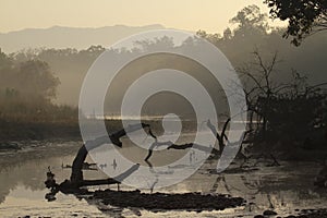 Misty morning on nepali jungle, Nepal photo
