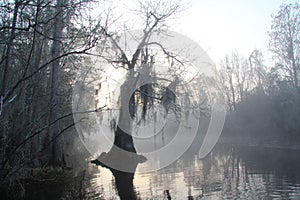 Misty Morning - Okefenokee Swamp - Georgia