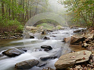 Misty morning over gently flowing forest stream