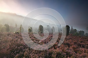 Misty morning over hills with wildflowers