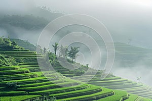 Misty Morning Over Lush Green Rice Terraces