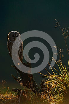 Misty morning with owl in nature. Eurasian Tawny Owl, with nice green blurred forest in the background. Bird during sunrise. Wildl