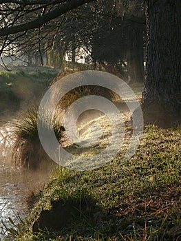 Misty morning on a river bank