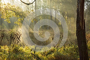 Misty morning on the river flowing through the forest.