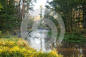 Misty morning on the river flowing through the forest.