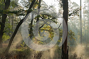 Misty morning on the river flowing through the forest.