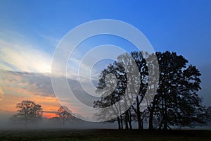 Misty morning sunlight silhouetting Oak Trees